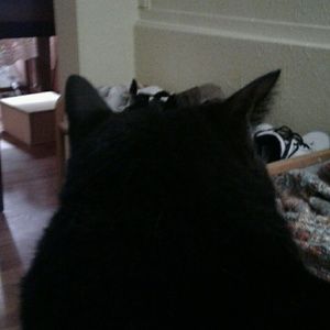 Meet your Posher, Veronica