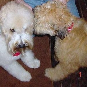 Meet your Posher, Debi