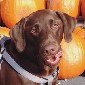 Meet your Posher, Steven