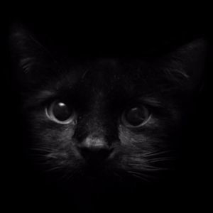 Meet your Posher, Remi