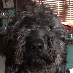 Meet your Posher, Callie