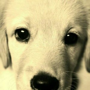 Meet your Posher, Zyon