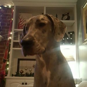 Meet your Posher, Chad