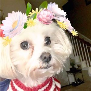 Meet your Posher, Brandi