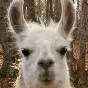 Meet your Posher, Ramon