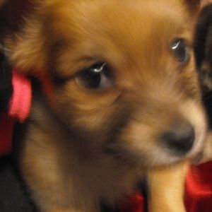 Meet your Posher, Jillianl