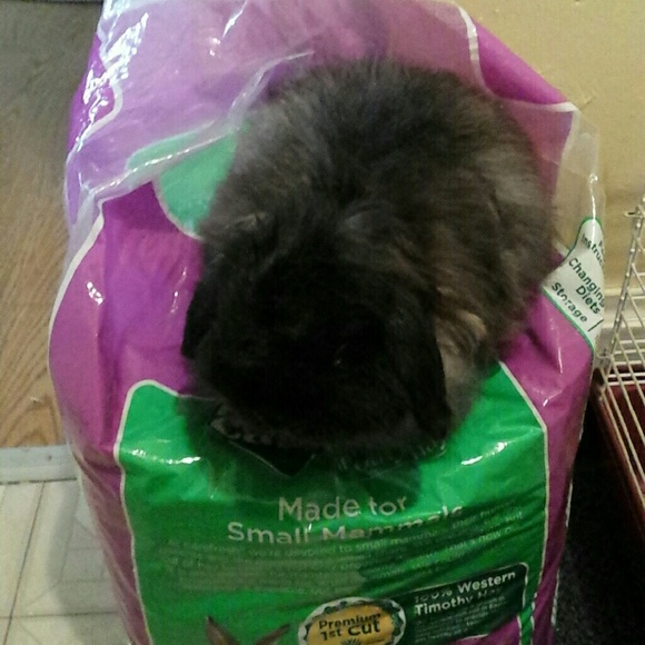 Welcome to lilbunnyfoofoo! Please read me!! :) - Picture 2 of 8