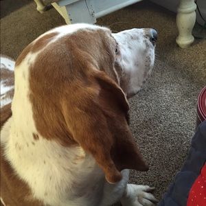 Meet your Posher, Susan