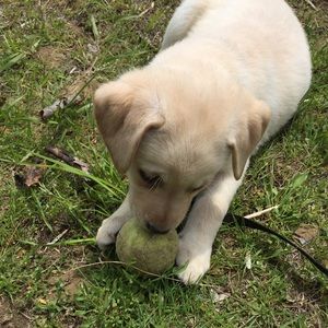 Meet your Posher, Toby