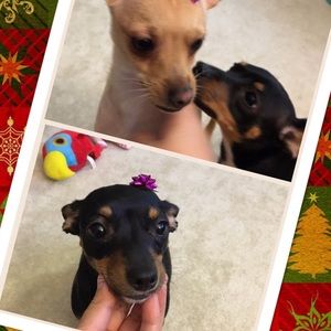 Meet your Posher, Bora