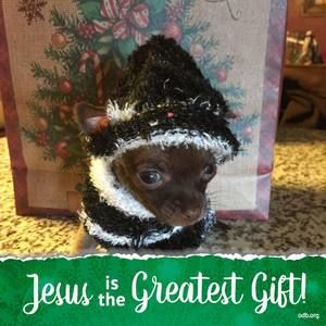 Meet your Posher, Brenda