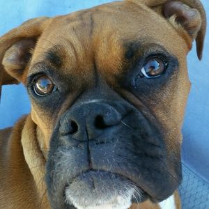 Meet your Posher, Shelley