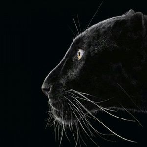 Meet your Posher, Maurice