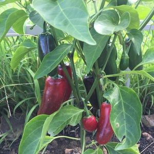 Meet your Posher, Maria