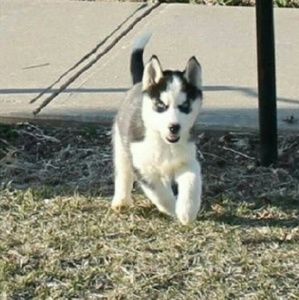 Meet your Posher, Rene