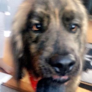 Meet your Posher, Frannie