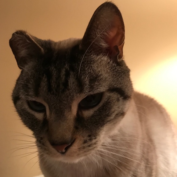 Meet your Posher, Alicia - Picture 2 of 2