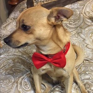 Meet your Posher, Tami