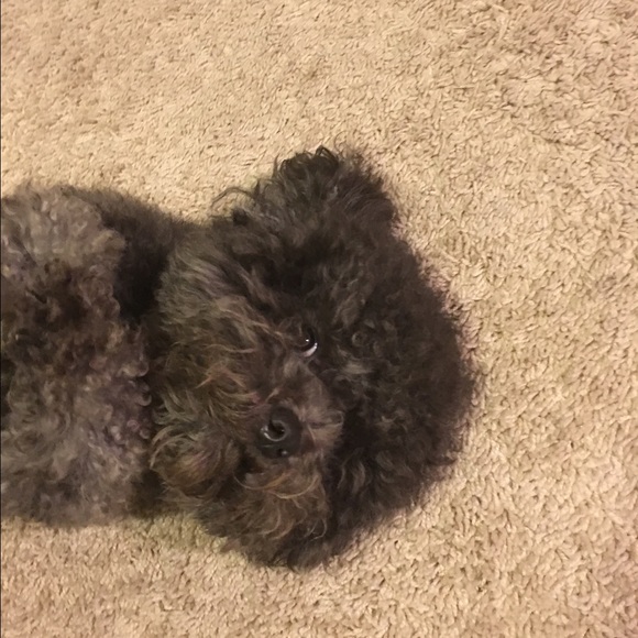 Meet your Posher, Shawn - Picture 2 of 2