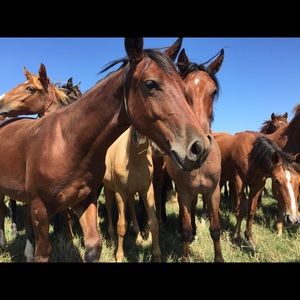 Meet your Posher, Crystal