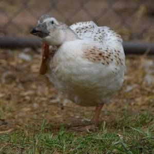 Meet your Posher, Dawn