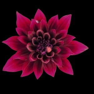 Meet your Posher, Torry