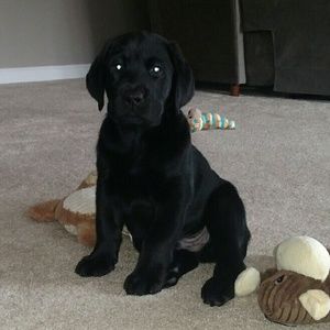 Meet your Posher, Cara