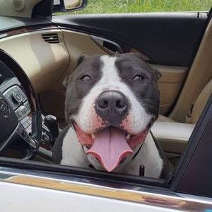 Meet your Posher, Patrick