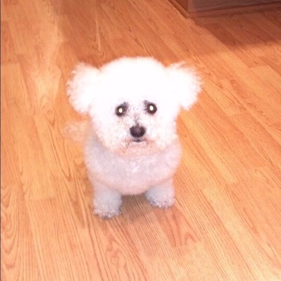 Meet your Posher, Lacey - Picture 1 of 1