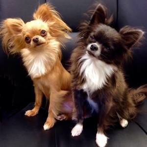 Meet your Posher, Rhonda