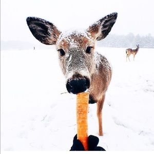 Meet your Posher, Debbie