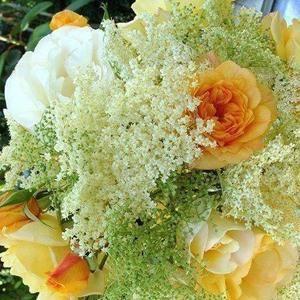 Meet your Posher, Lillyvan