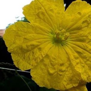 Meet your Posher, Cassidy