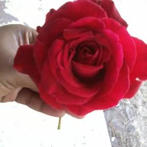 Meet your Posher, April