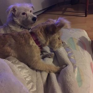 Meet your Posher, Astred