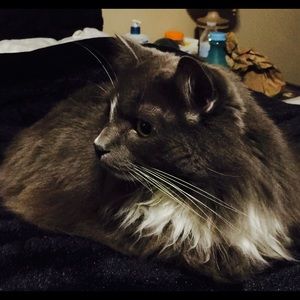 Meet your Posher, Gianni