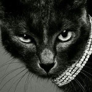 Meet your Posher, Elvita