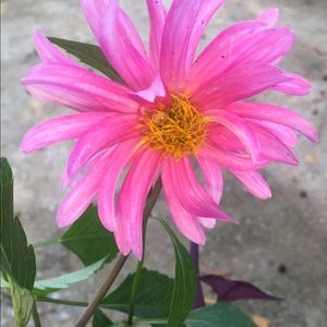 Meet your Posher, Marilyn