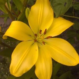 Meet your Posher, Griselda