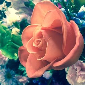 Meet your Posher, Ilea