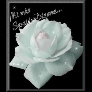 Meet your Posher, Rosa