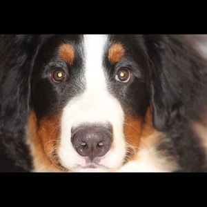 Meet your Posher, Barb