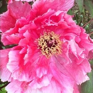 Meet your Posher, Lois