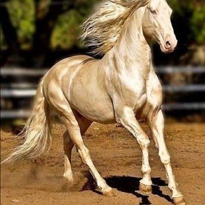 Meet your Posher, Leticia