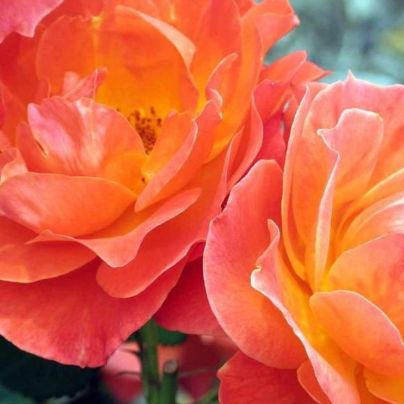 Meet your Posher, Lindsay - Picture 1 of 1