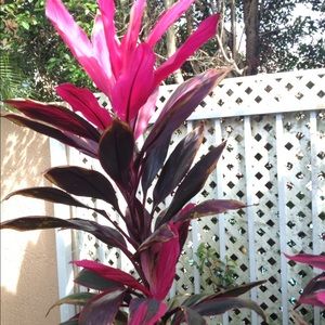 Meet your Posher, Ora