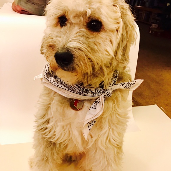 Throw me a bone! 🐶 Make an offer!