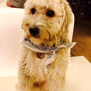 Throw me a bone! 🐶 Make an offer!