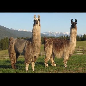 Meet your Posher, Jillian