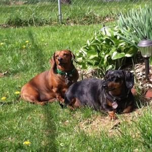 Meet your Posher, Susan